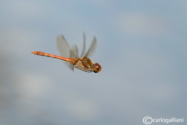 Scheda: Sympetrum striolatum